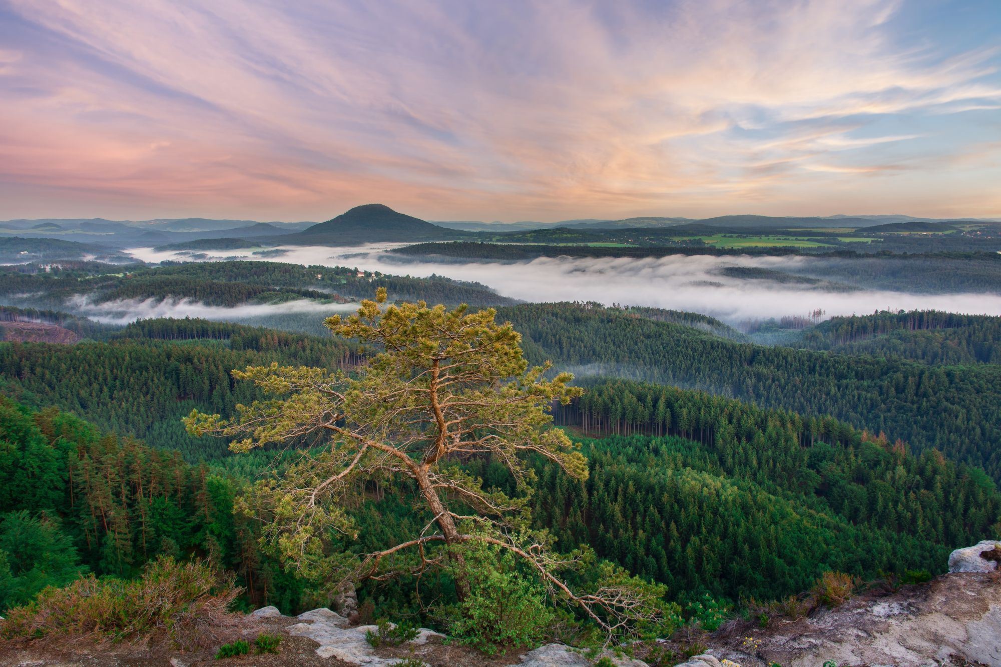 Skalní vyhlídka s osamělým stromem v národním parku České Švýcarsko s panoramatickým výhledem na lesy a mlhavé údolí, poblíž Resortu Mezná